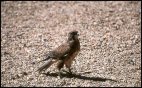 Desert Park Eagle