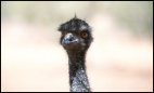 Desert Park Emu