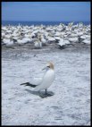 Gannet posing