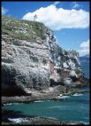 Otago Peninsula cliffs