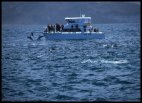 Dusky dolphins and spectators