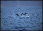 Dusky dolphins having fun