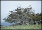 Windshorn trees