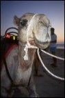 Cable Beach Camel
