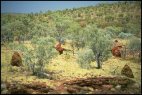 Pilbara Scenery