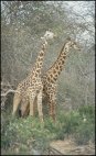 Giraphe couple