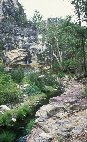 Carnarvon gorge